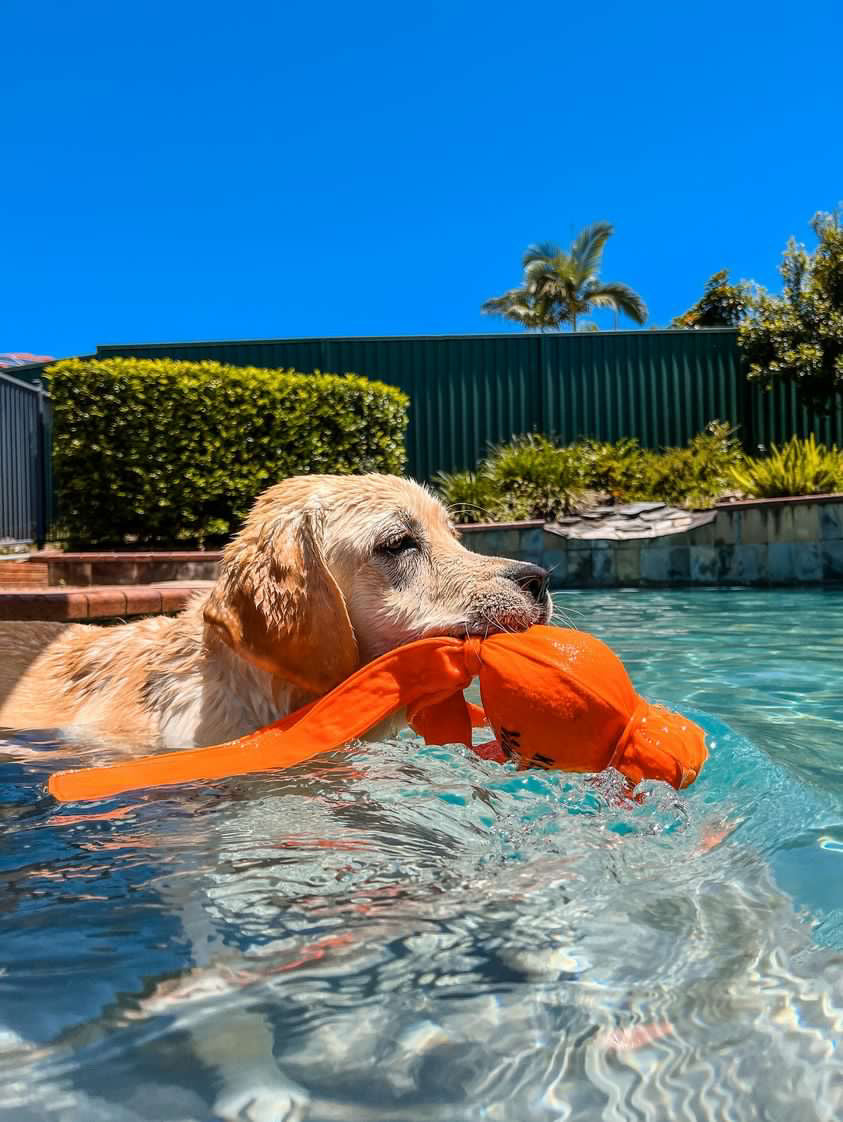 KONG® Wet Wubba™ Tug Dog Toy - Assorted Colours