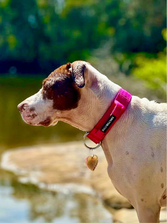 Combat® Collars 4cm | With Handle & Rated Clip