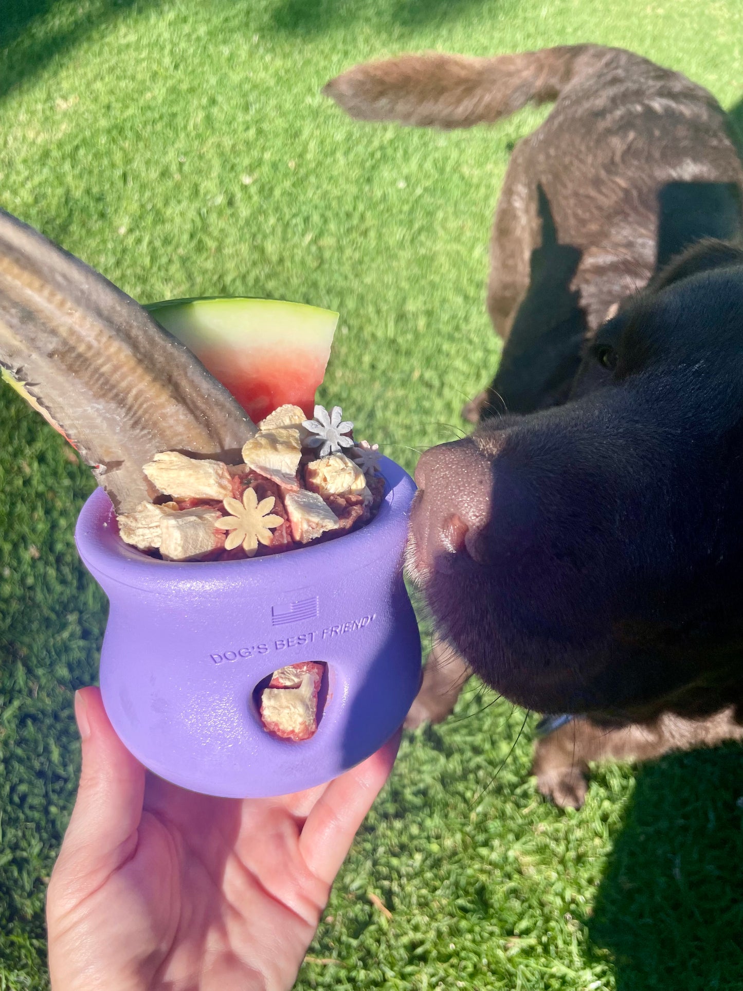 Toppl Slow Feeder Dog Bowl - Assorted Colours