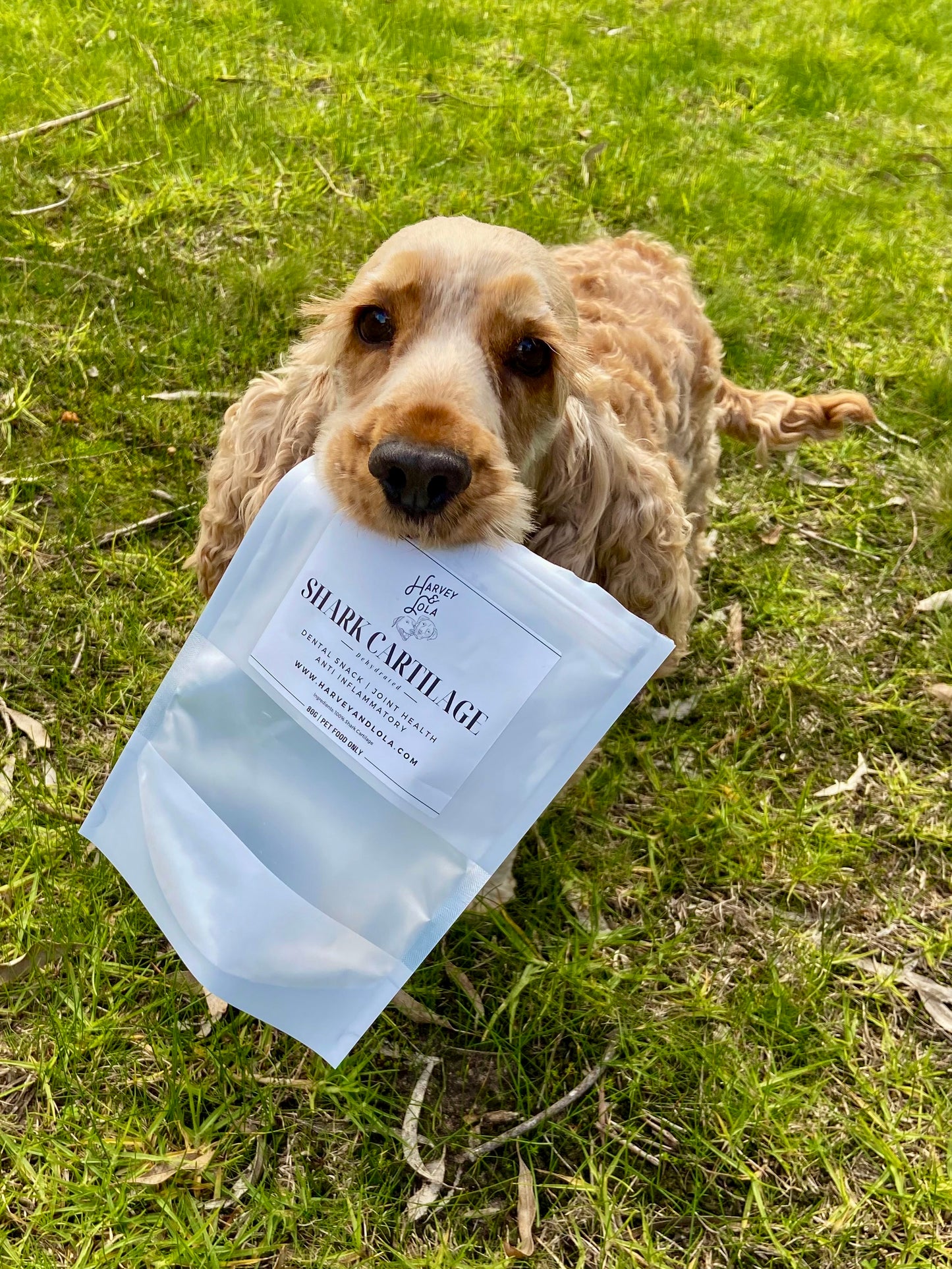 Shark Cartilage Dog Treat