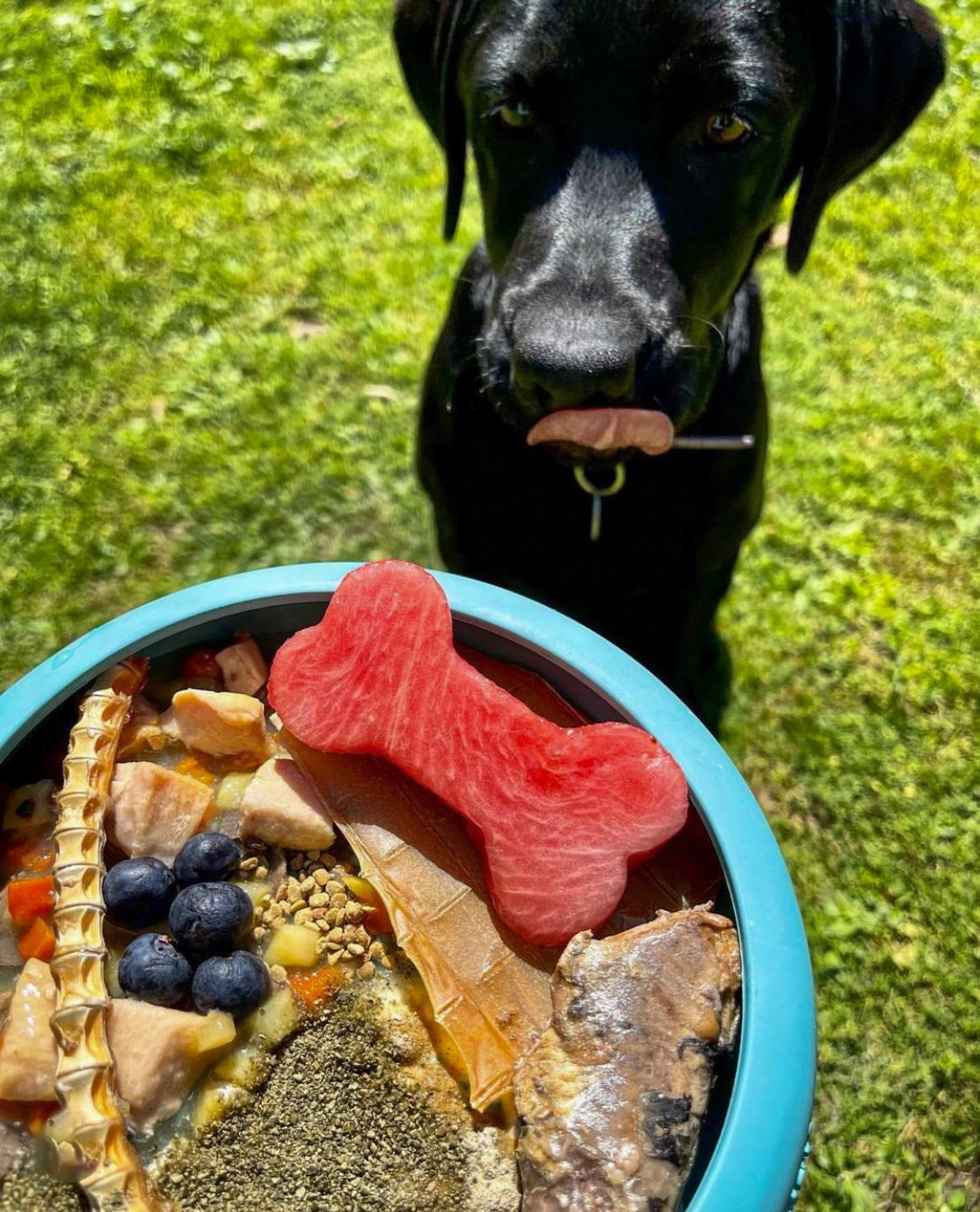 Pure Bee Pollen Meal Topper For Dogs