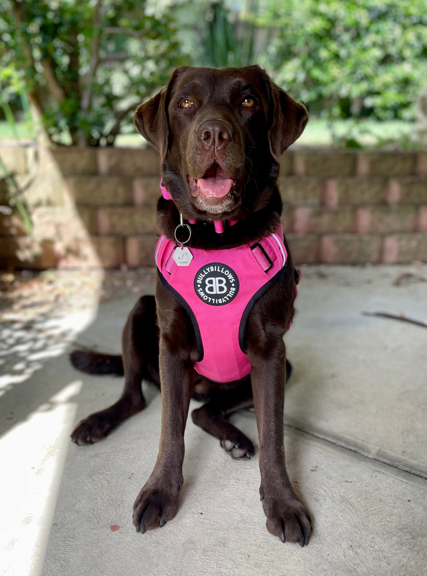 Magentas - Comfort Premium Harness | Non Restrictive