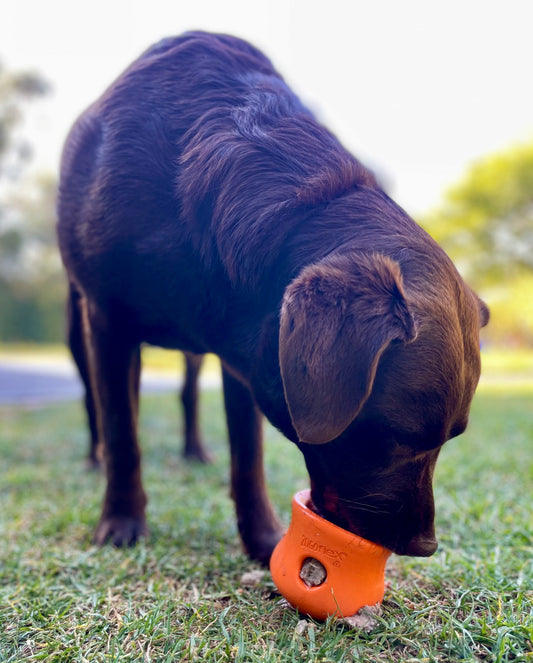Toppl Slow Feeder Dog Bowl - Assorted Colours