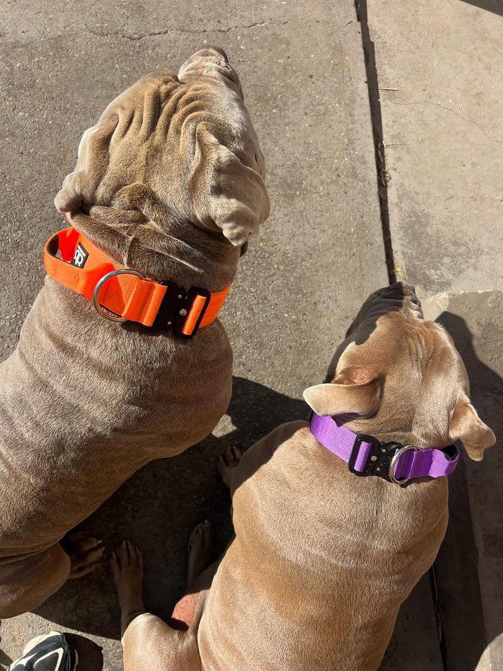 Purple - 4cm Combat® Collar | With Handle & Rated Clip