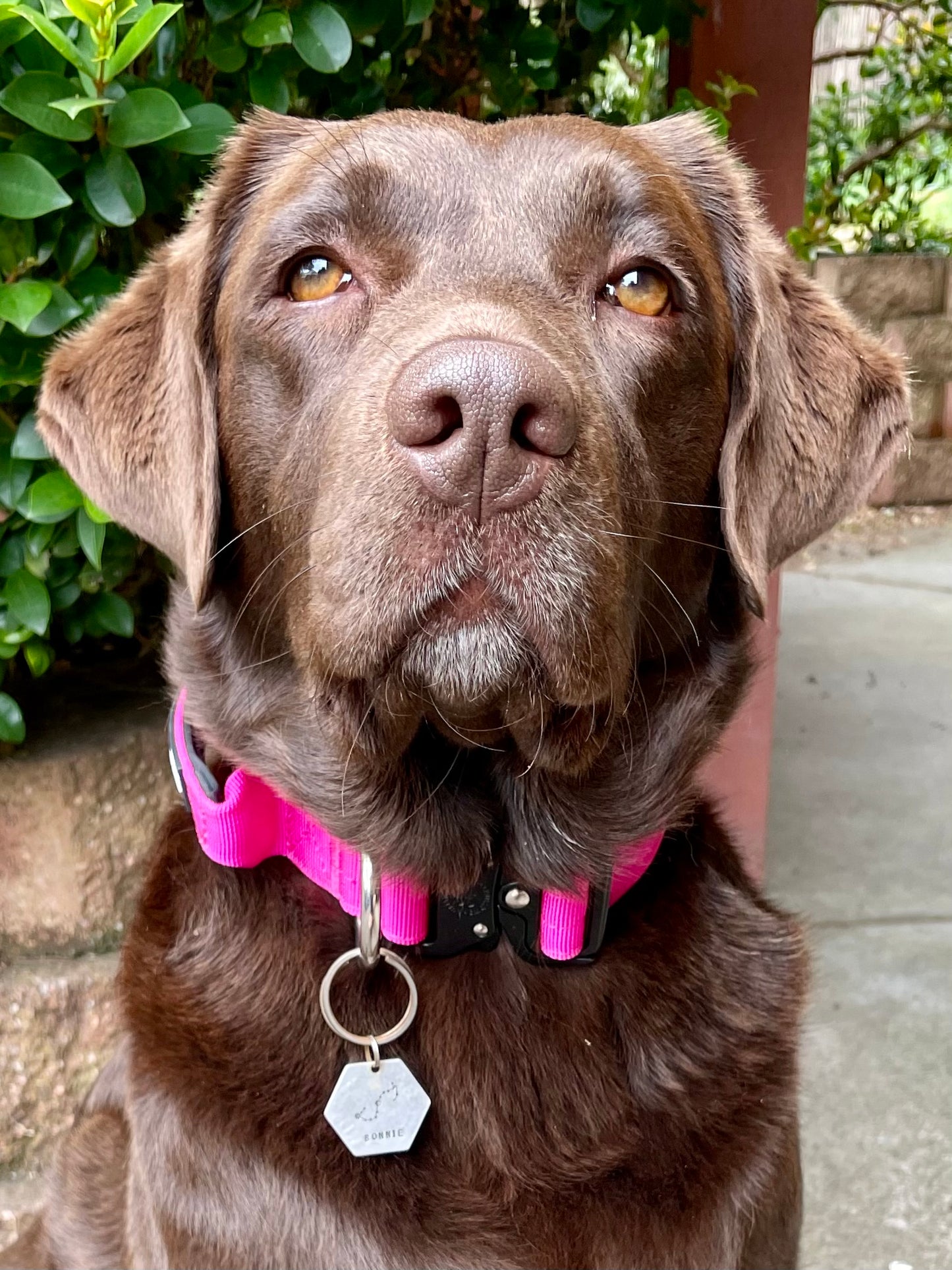 Magentas - 4cm Combat® Collar | With Handle & Rated Clip