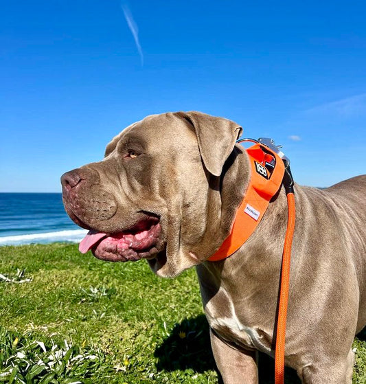 Orange - 5cm Combat® Collar | With Handle & Rated Clip