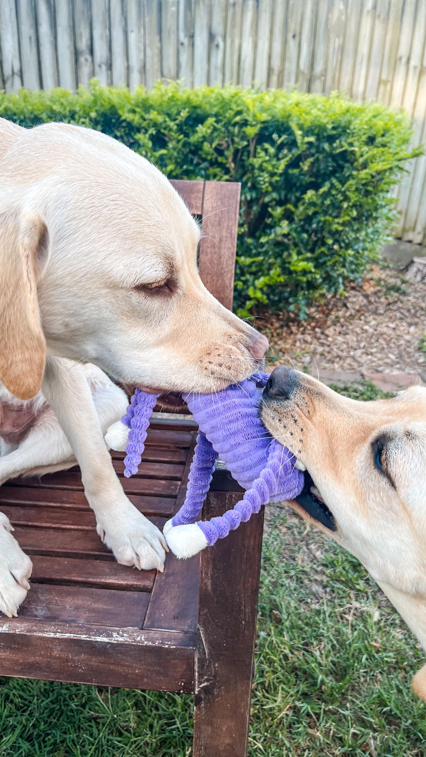 Spencer The Crinkle Monkey