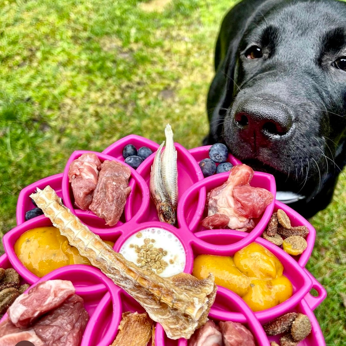 Mandala Slow Feeder eTray