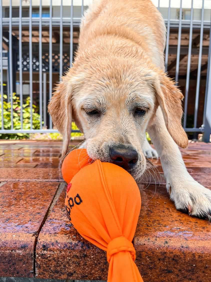 KONG® Wet Wubba™ Tug Dog Toy - Assorted Colours