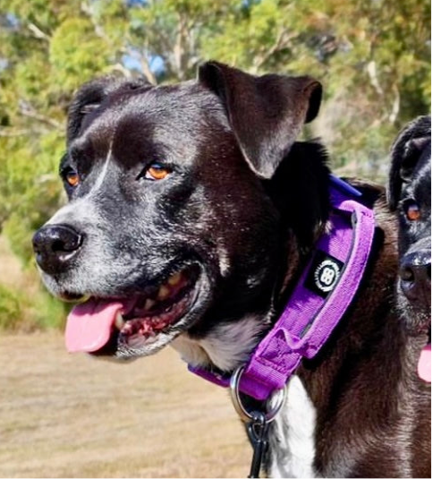 Purple - 4cm Combat® Collar | With Handle & Rated Clip