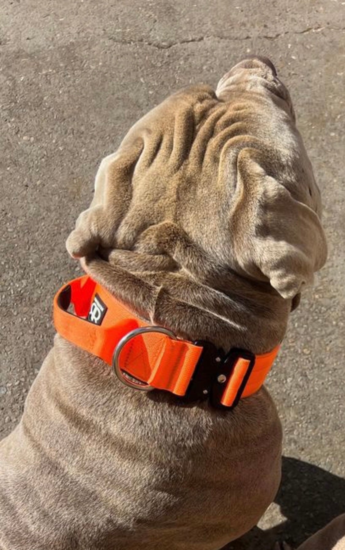 Orange - 5cm Combat® Collar | With Handle & Rated Clip
