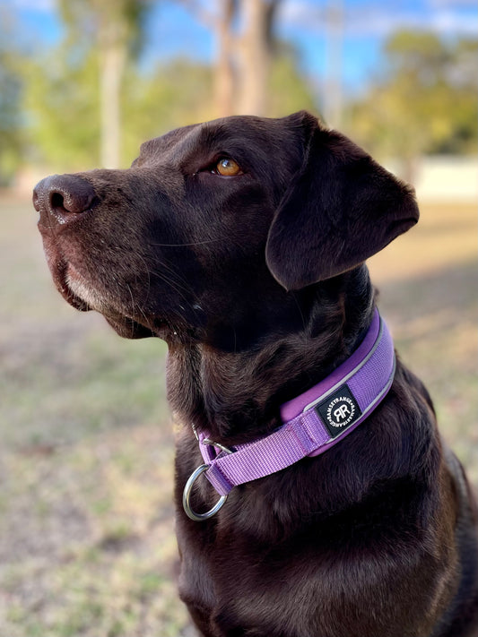 Slip on Collar 4cm | Foam Padded - Purple