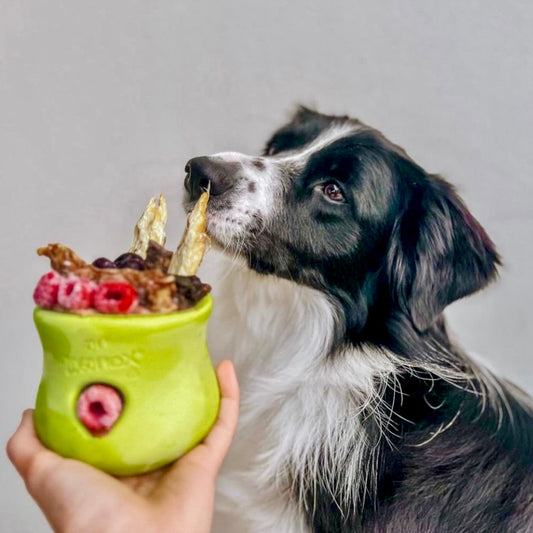 Toppl Slow Feeder Dog Bowl - Assorted Colours