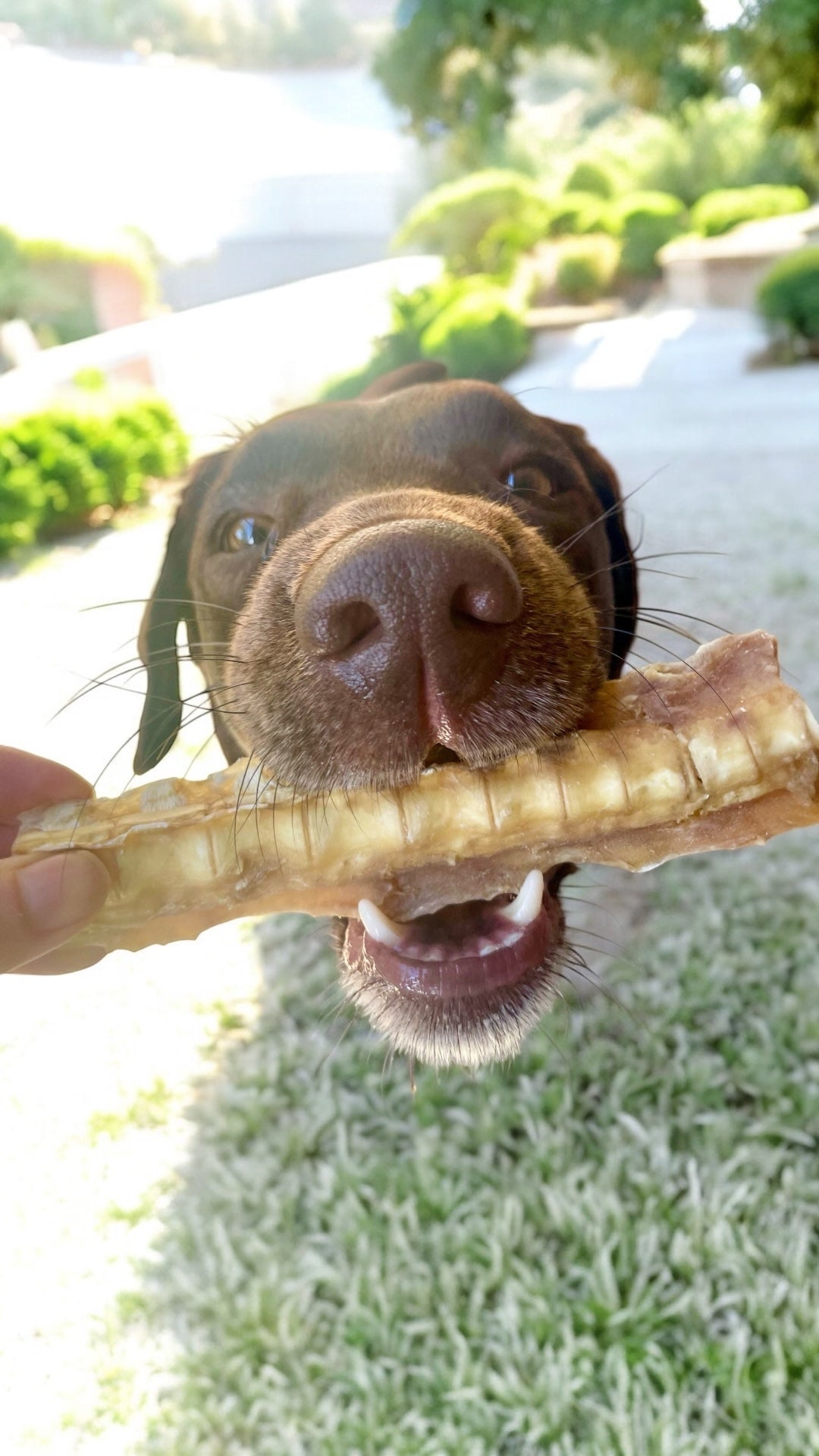 Shark Cartilage Dog Treat