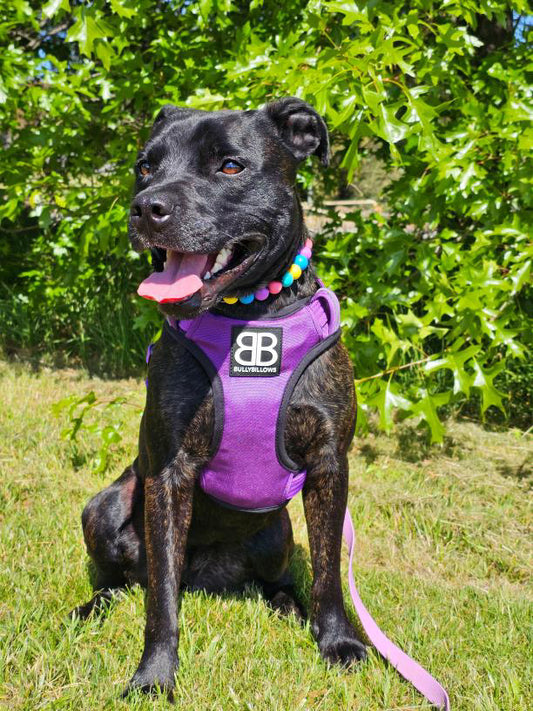 Purple - Comfort Premium Harness | Non Restrictive