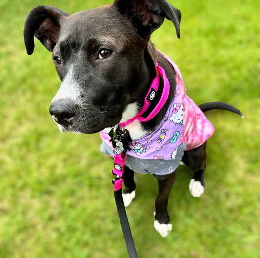 Magentas - 2.5cm Combat® Collar | With Handle & Rated Clip