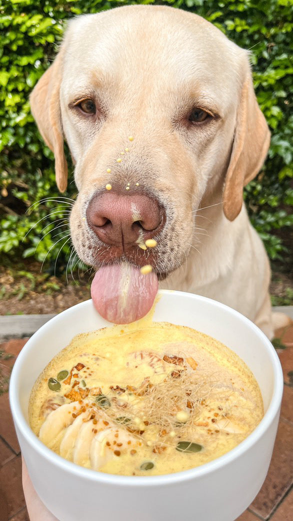 Goat Milk Doggy Drink Mix - Sunshine Sip