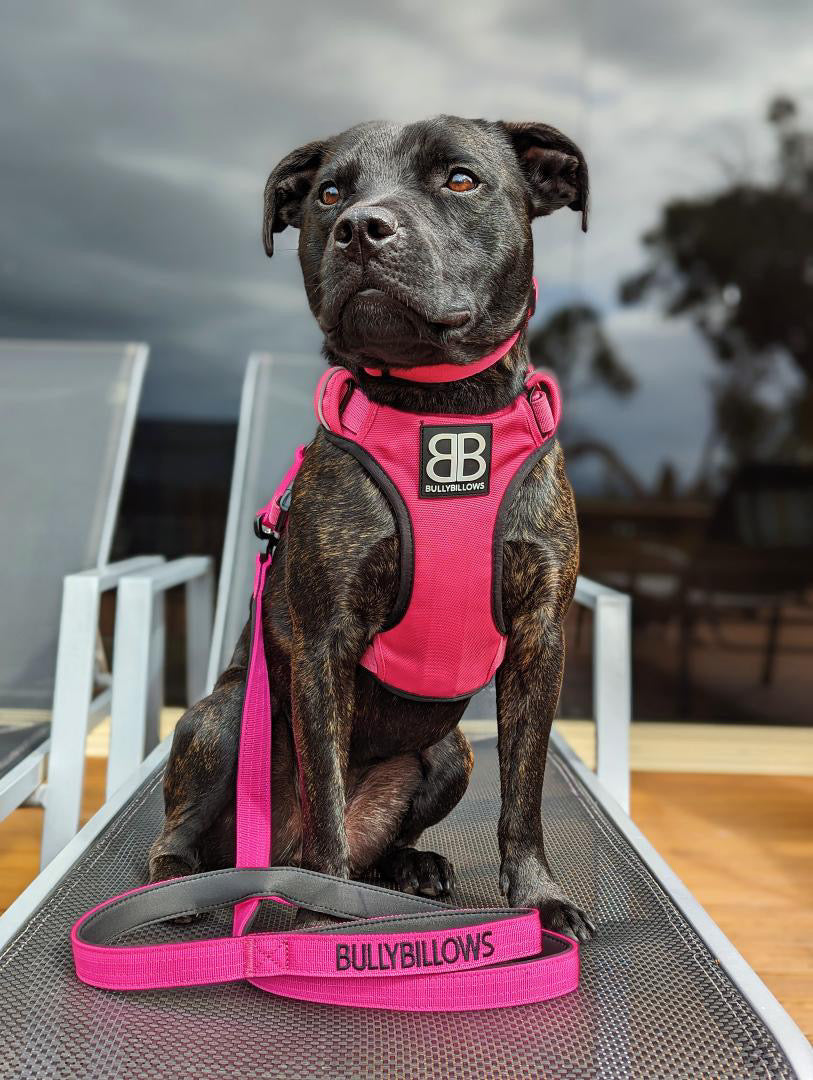 Magentas - Comfort Premium Harness | Non Restrictive