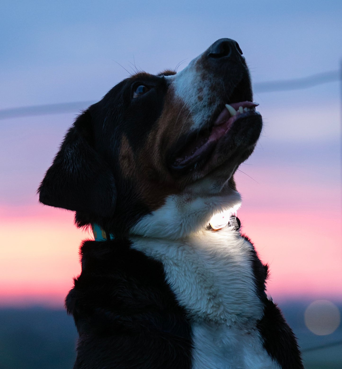 Matrix Ultra LED Collar & Harness Safety Light - Assorted Colours