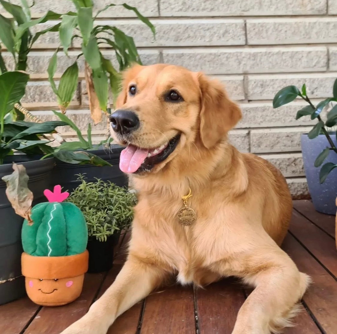 Succulent Plants Squeaker Dog Toys