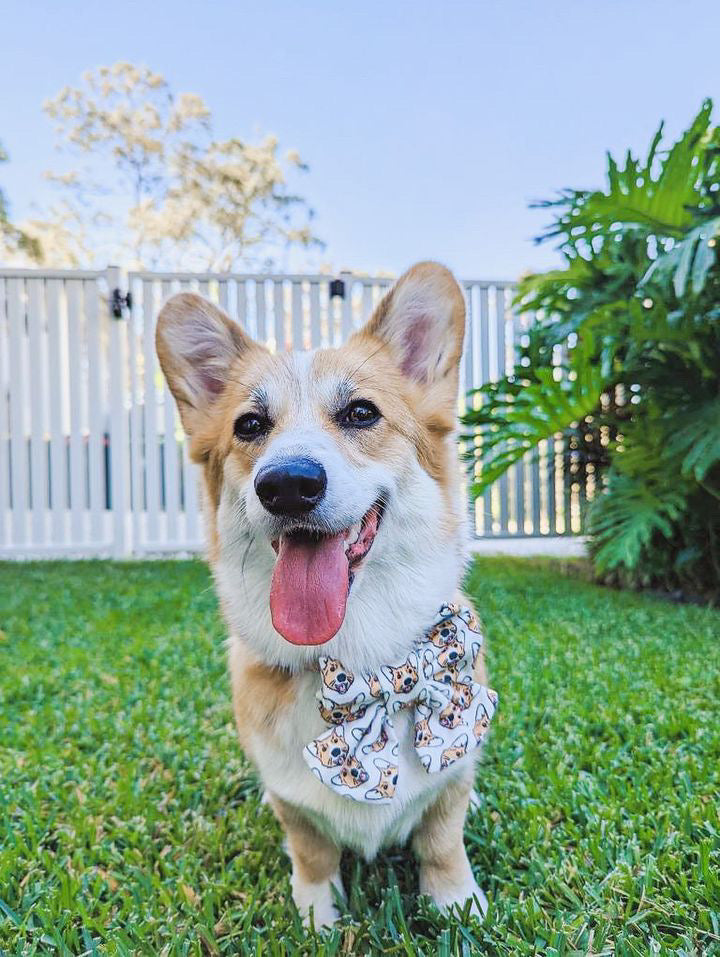 Dog Breeds Sailor Bow