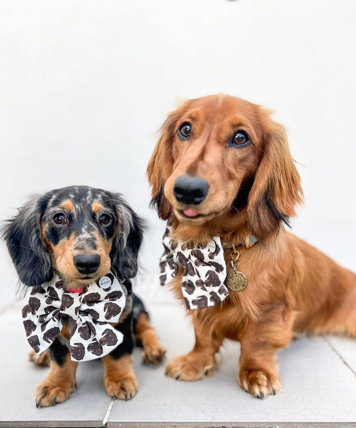 Dog Breeds Sailor Bow
