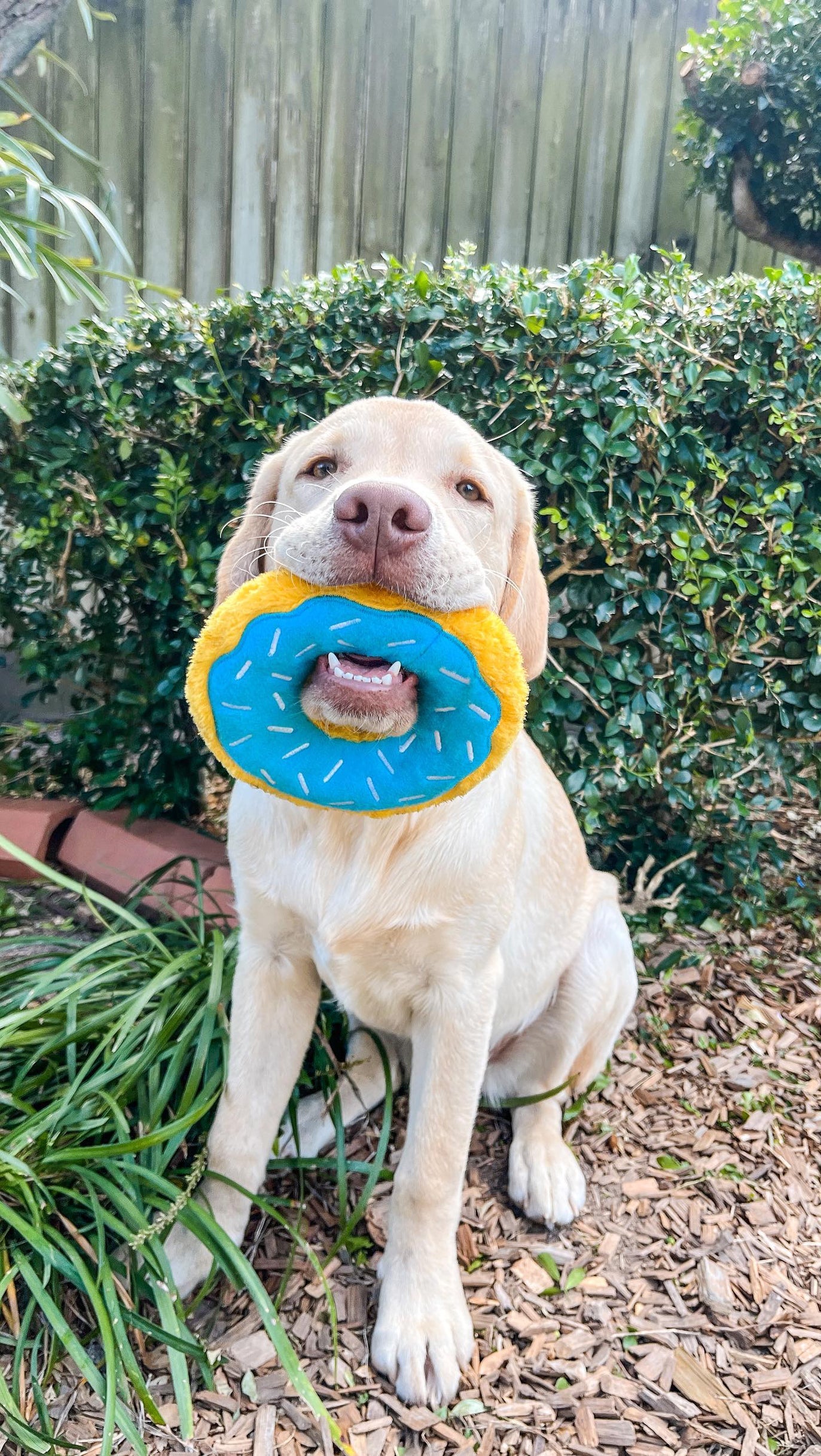 Donutz Dog Toys