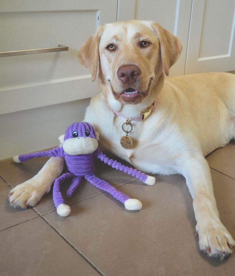 Spencer The Crinkle Monkey