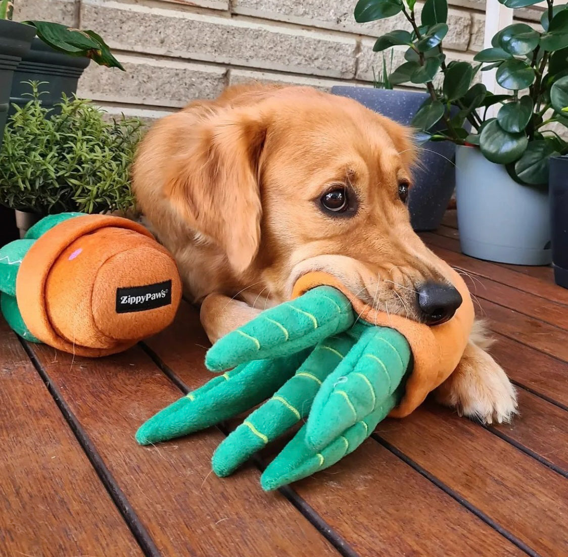 Succulent Plants Squeaker Dog Toys