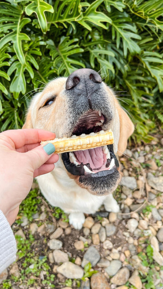 Shark Cartilage Dog Treat