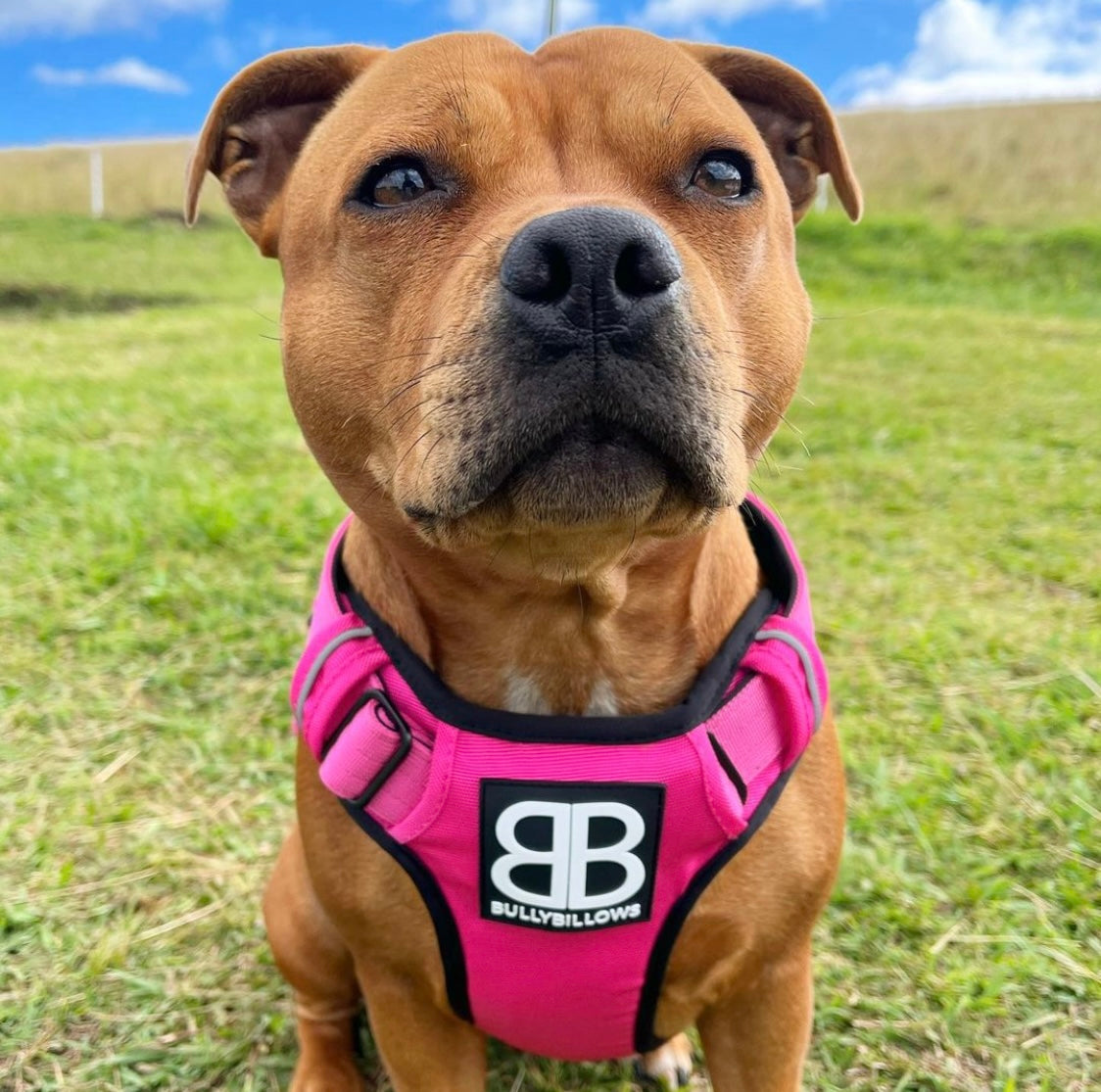 Magentas - Comfort Premium Harness | Non Restrictive