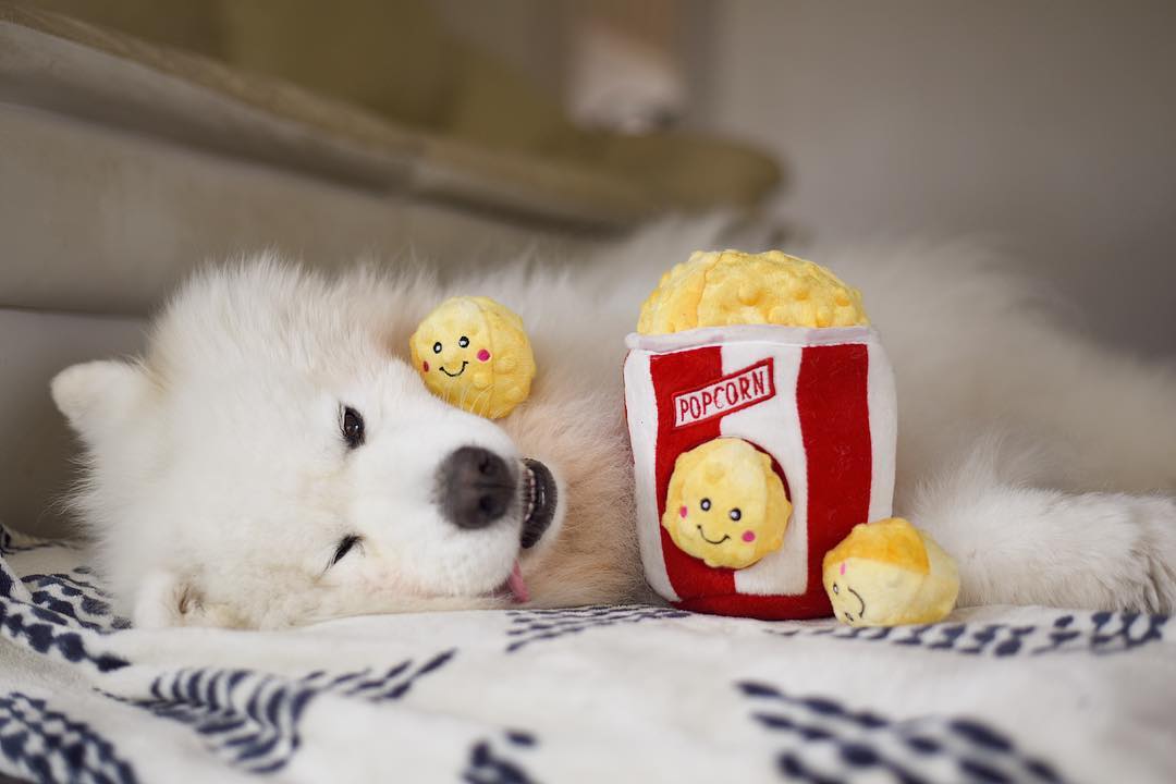 Popcorn Bucket Interactive Burrow Dog Toy