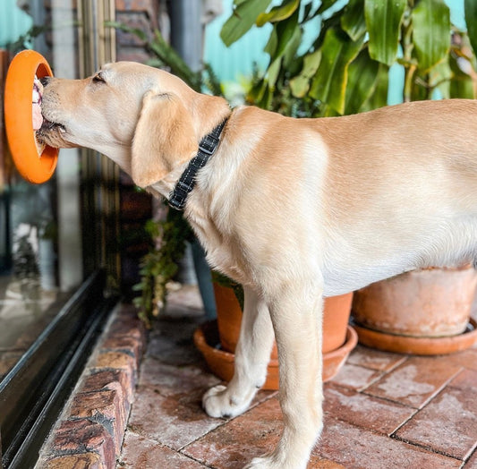 UFO Slow Food Feeder Suction Dog Bowl - Harvey & Lola