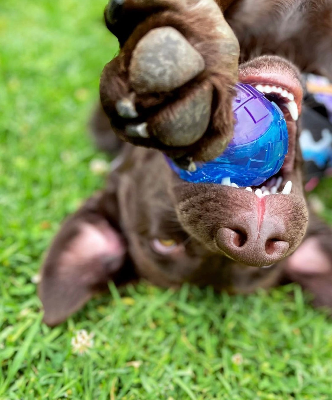 Classic Rubber Ball (3 Sizes) - Harvey & Lola