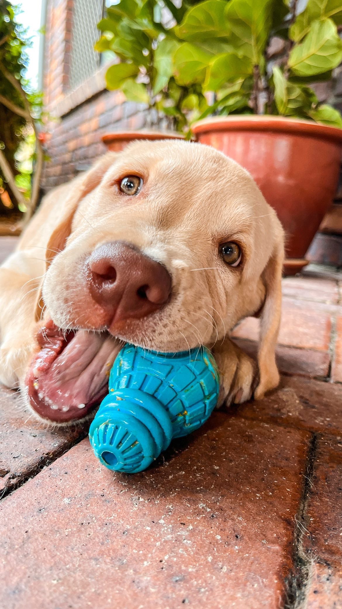 Bulb: Ultra-Durable Treat Dispensing Chew Toy For Dogs