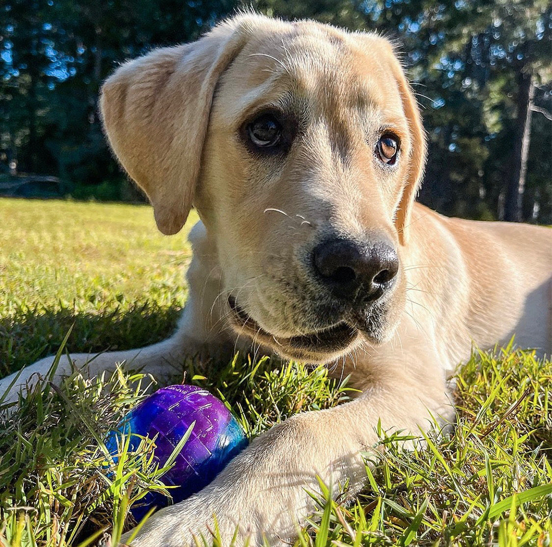 Classic Rubber Squeaky Ball