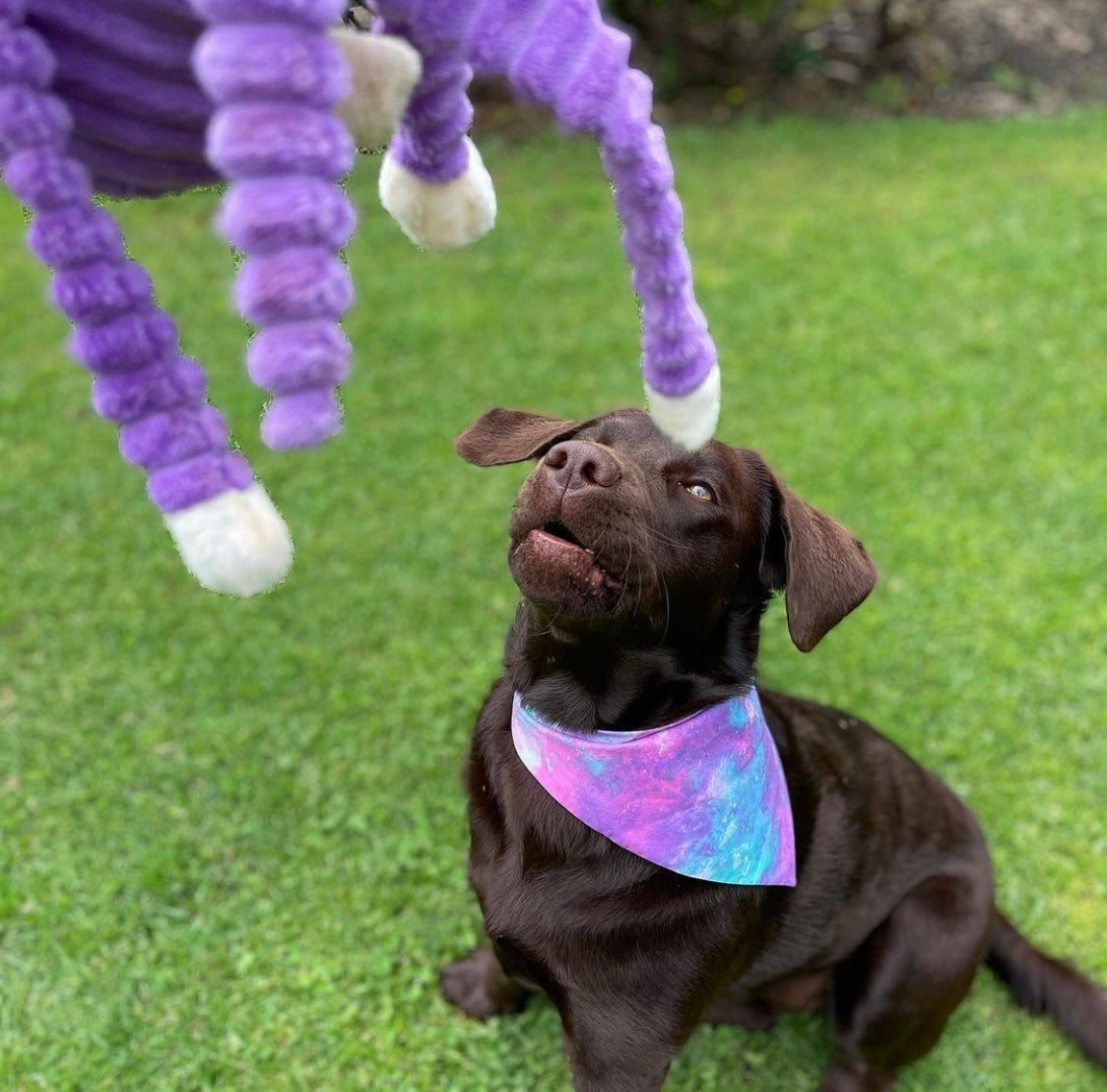 Spencer The Crinkle Monkey - Harvey & Lola