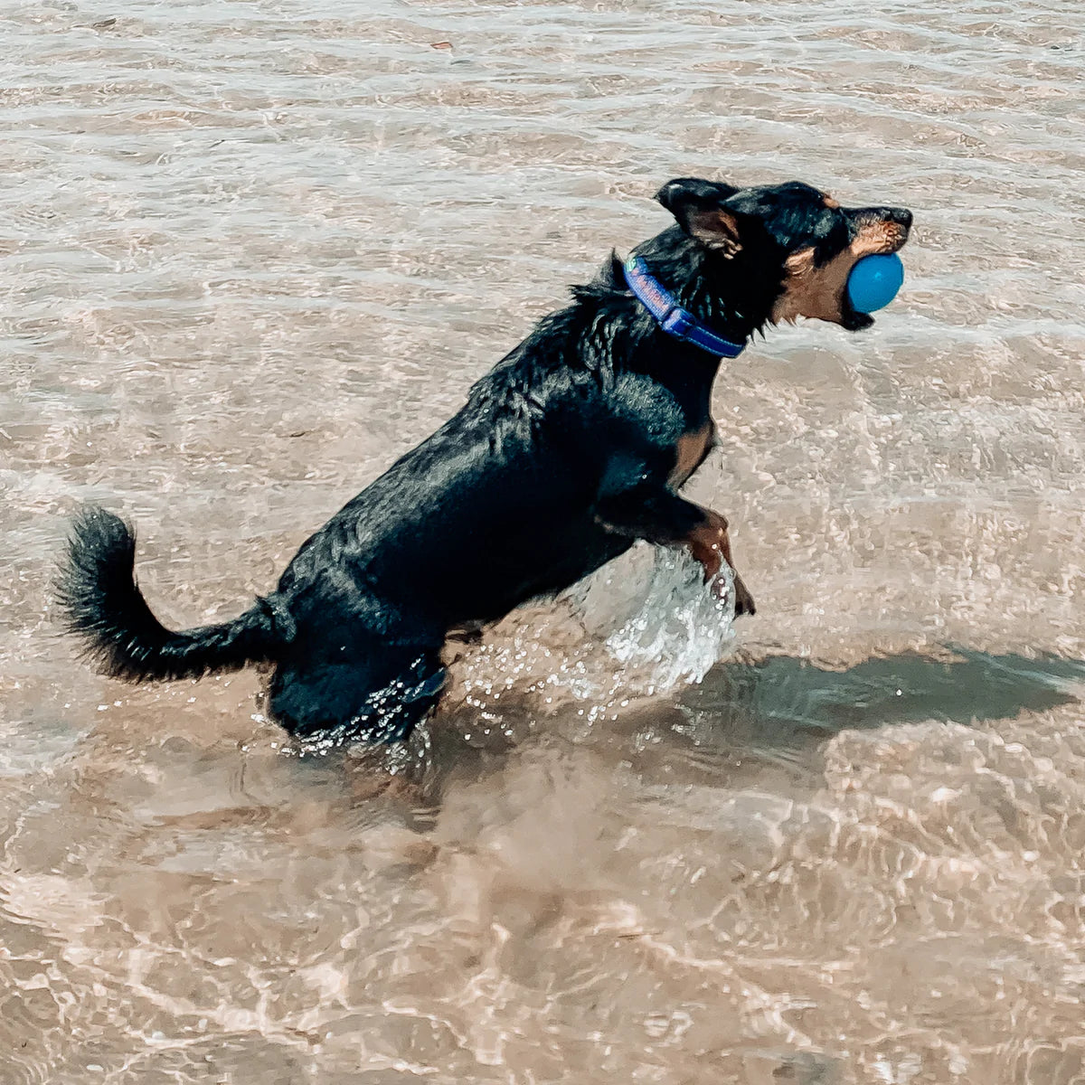 Wag Ball Ultra Durable Dog Toy - Harvey & Lola