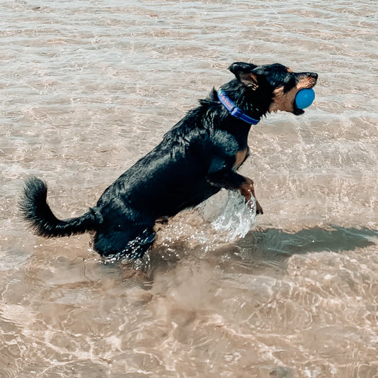 Wag Ball Ultra Durable Dog Toy - Harvey & Lola