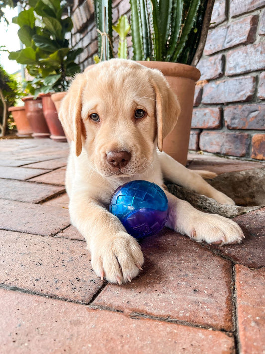 Classic Rubber Squeaky Ball