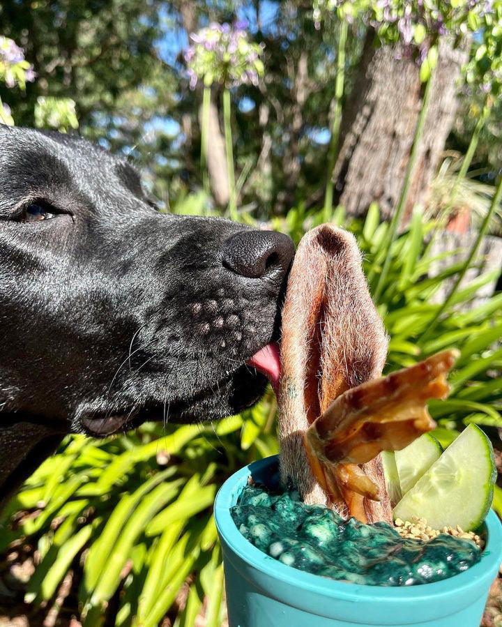 Yoggie Pot Slow Feeder Dog Bowl