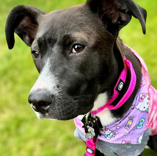 Combat® Collars 2.5cm - With Handle