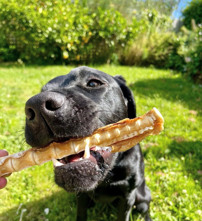 Shark Cartilage Dog Treat
