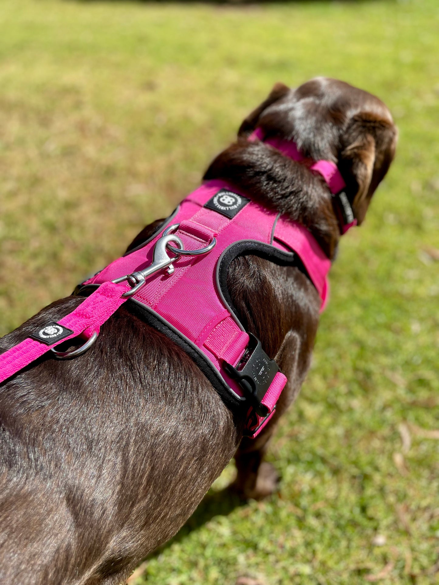 Comfort Premium Harness | Non Restrictive