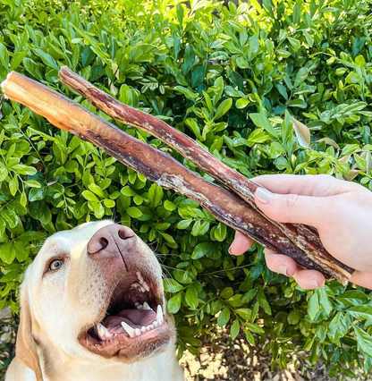 Beef Pizzle Bully Stick Dog Treat - Assorted Sizes