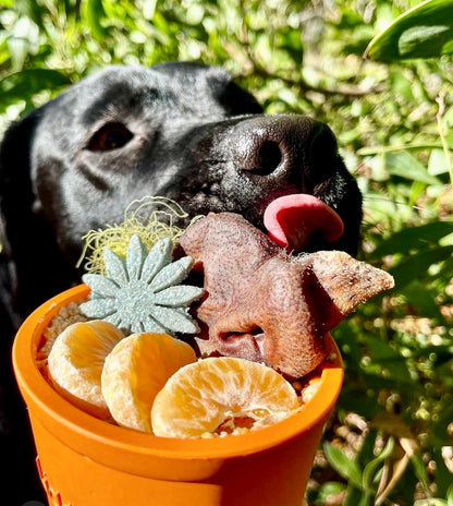 Yoggie Pot Slow Feeder Dog Bowl