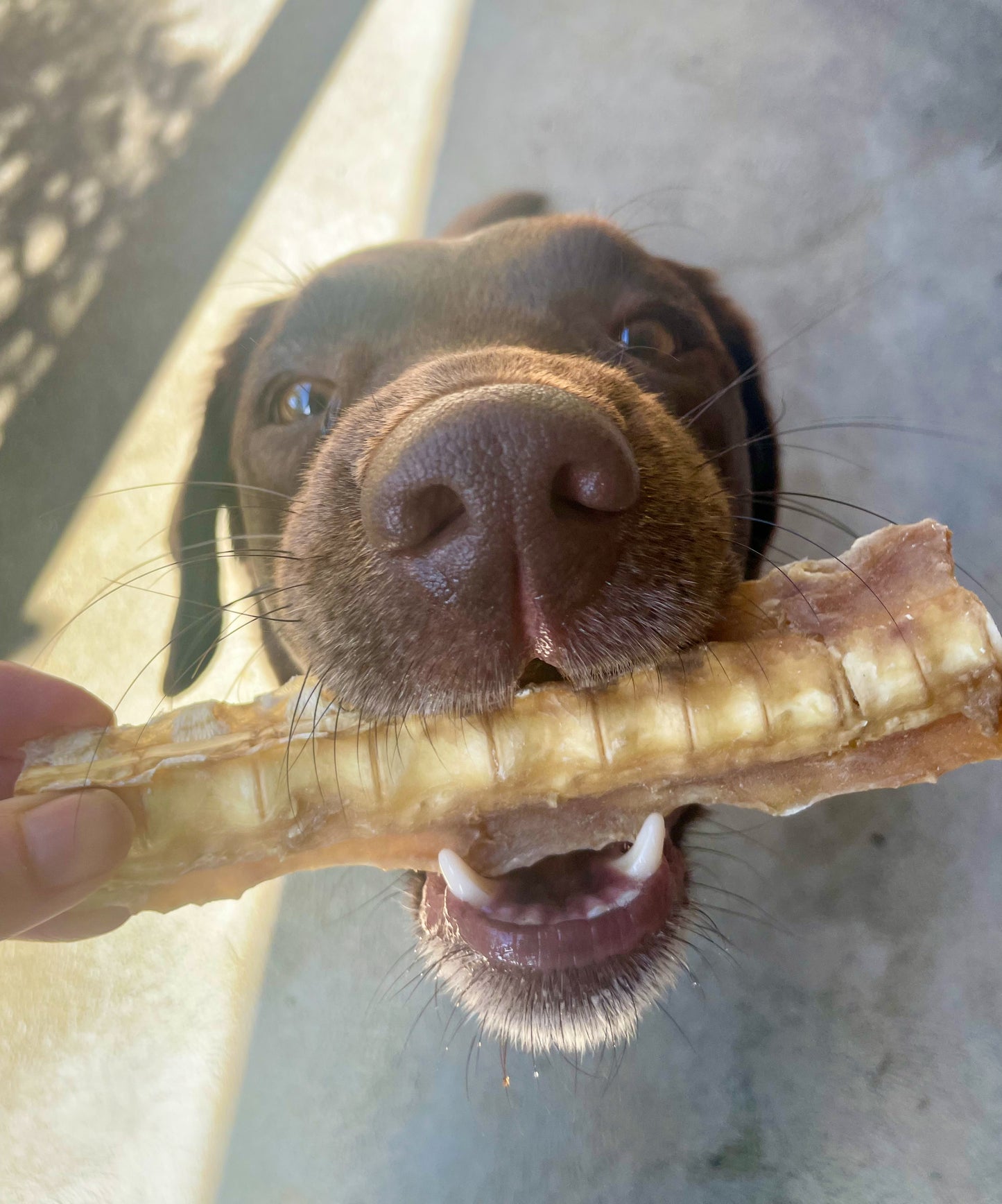 Shark Cartilage Dog Treat