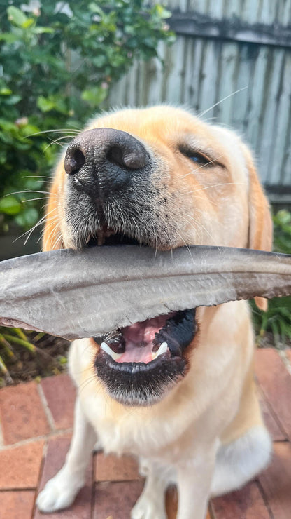 Shark Tail Air-Dried Dental Chew Dog Treats