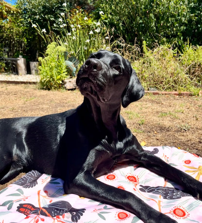 Sunset Cockatoo Pet Travel & Training Mat