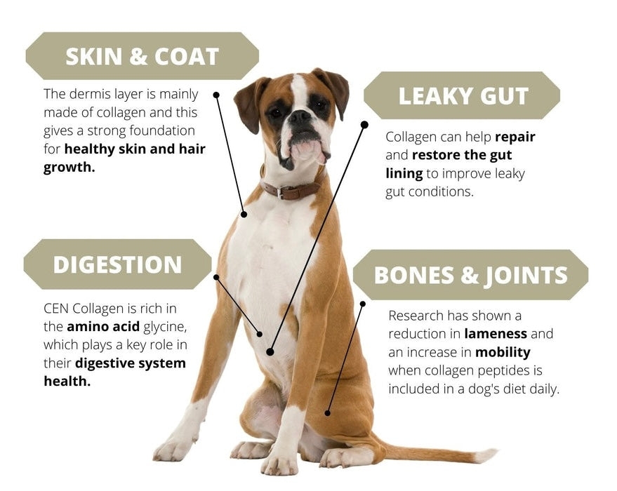 CEN Collagen For Dogs